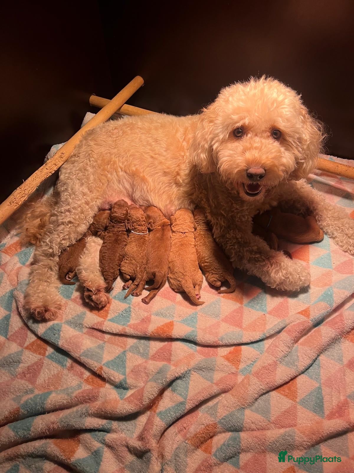 Kruising honden Huiselijke nest POEDELS, moeder &amp; vader aanwezig  - Advertentie 1