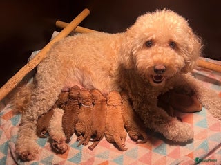 Kruising honden Huiselijke nest POEDELS moeder en vader aanwezig - Advertentie 1