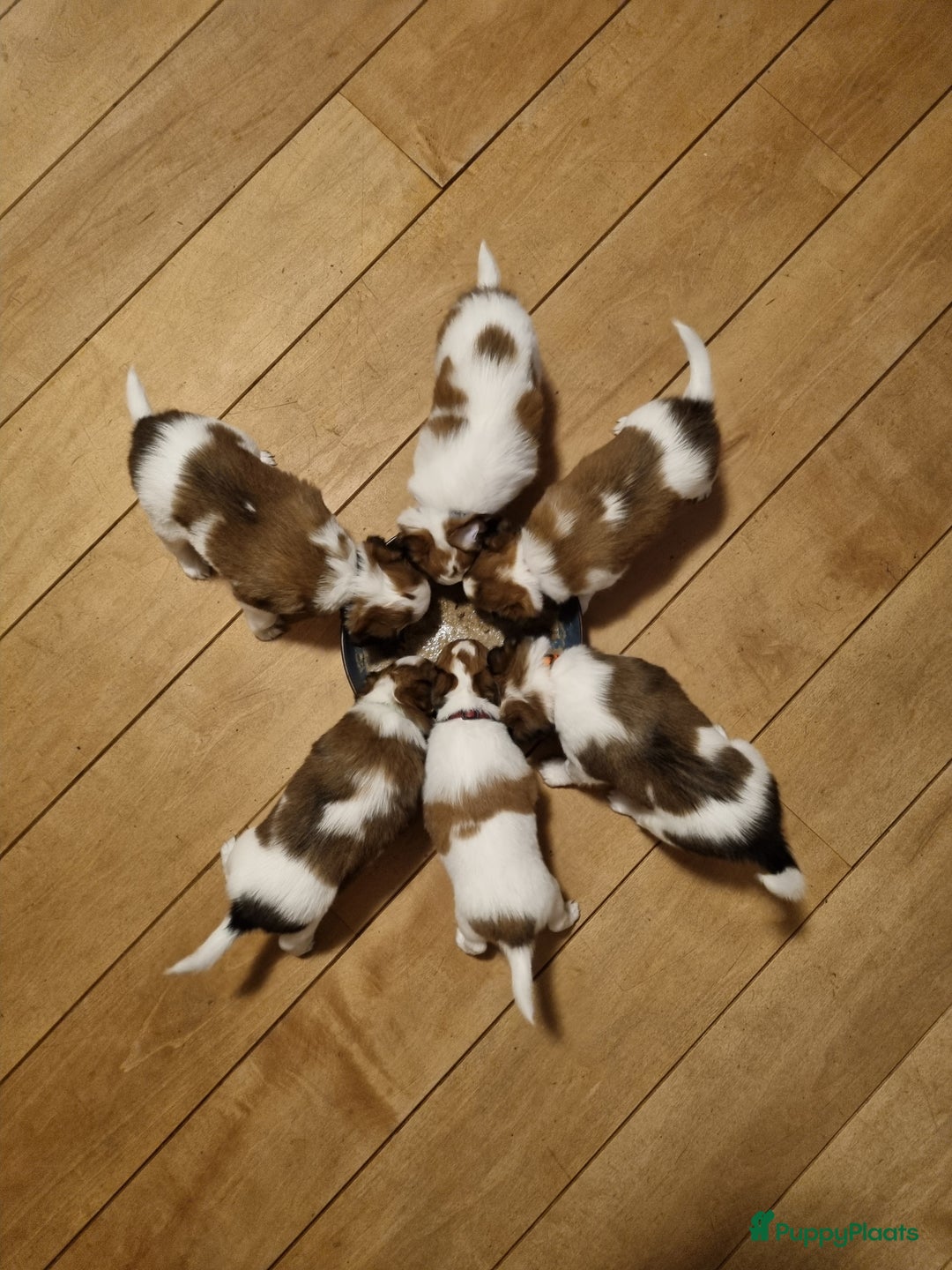 Kooikerhondje honden te koop: 6 Kooiker pups / alle nu gereserveerd!  - Advertentie 1