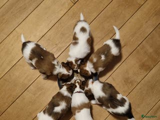 Kooikerhondje honden te koop: 6 Kooiker pups / alle nu gereserveerd! - Advertentie 1