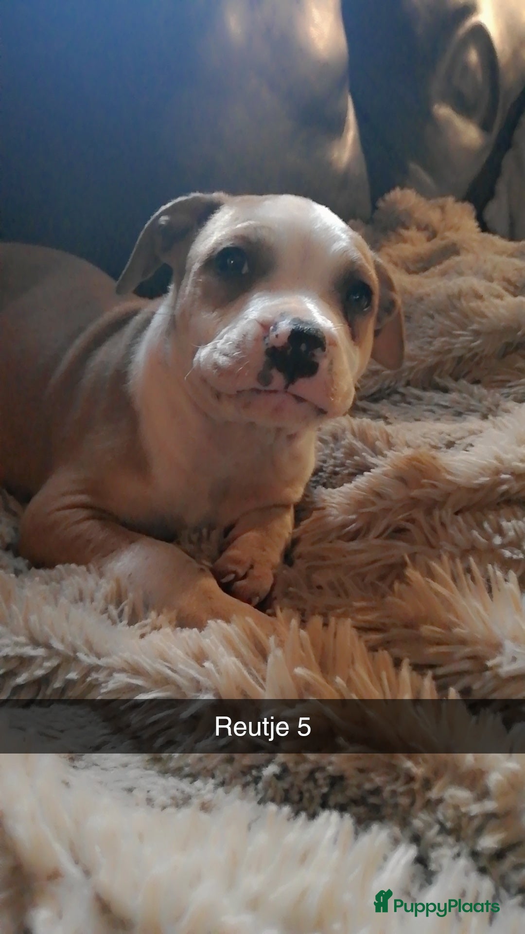 American Staffordshire Terriër honden te koop: Amerikaanse stafford pups  - Advertentie 14