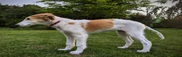 Barsoi honden te koop: AZALIA, Borzoi-teef uit FCI-kennel zoekt thuis - Advertentie 8