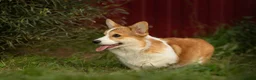 Welsh Corgi Pembroke honden te koop: Welsh Corgi puppy's - Advertentie 4