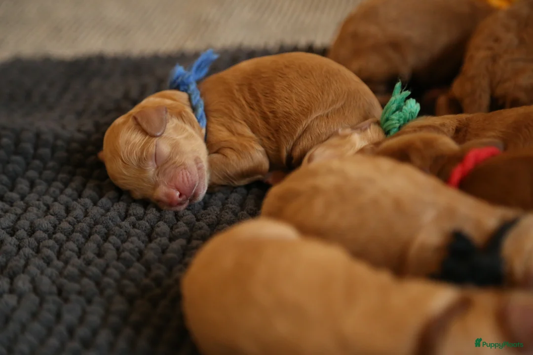 Australian Labradoodle honden te koop: Australische Labradoodle pupjes - Advertentie 3