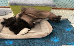Pomeriaan honden te koop:  2 Prachtige pomeriaan/dwergkees pups. in Enkhuizen - Afbeelding 30