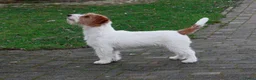 Jack Russel Terriër honden te koop: Jackrussellterrier Ruwhaar - Advertentie 7