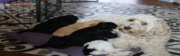 Australian Labradoodle honden te koop: 3 Aussi Labradoodle Pups, incl. karakter test   - Advertentie 6
