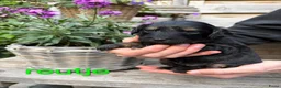 Labradoodle honden te koop: Prachtige labradoodle pups - Advertentie 6