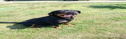 Kruising honden te koop: 75%rottweiler/25%labrador pups in Hemelum - Advertentie 4