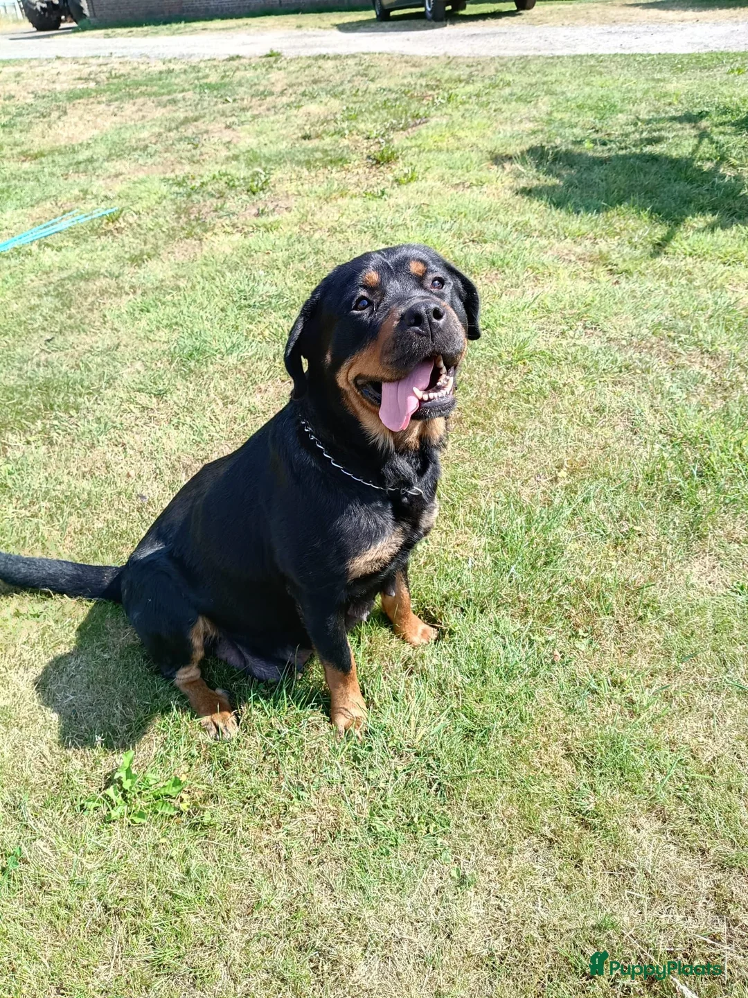Kruising honden te koop: 75%rottweiler/25%labrador pups in Hemelum - Advertentie 4