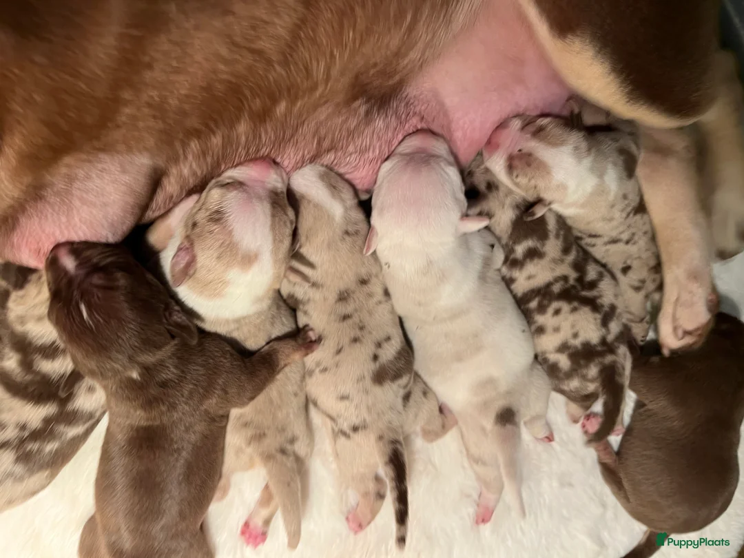 Amerikaanse Bully honden te koop: American Bully pups Abkc België  - Advertentie 9