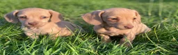 Kruising honden te koop: Kortharige teckels met vleugje chihuahua  - Advertentie 16