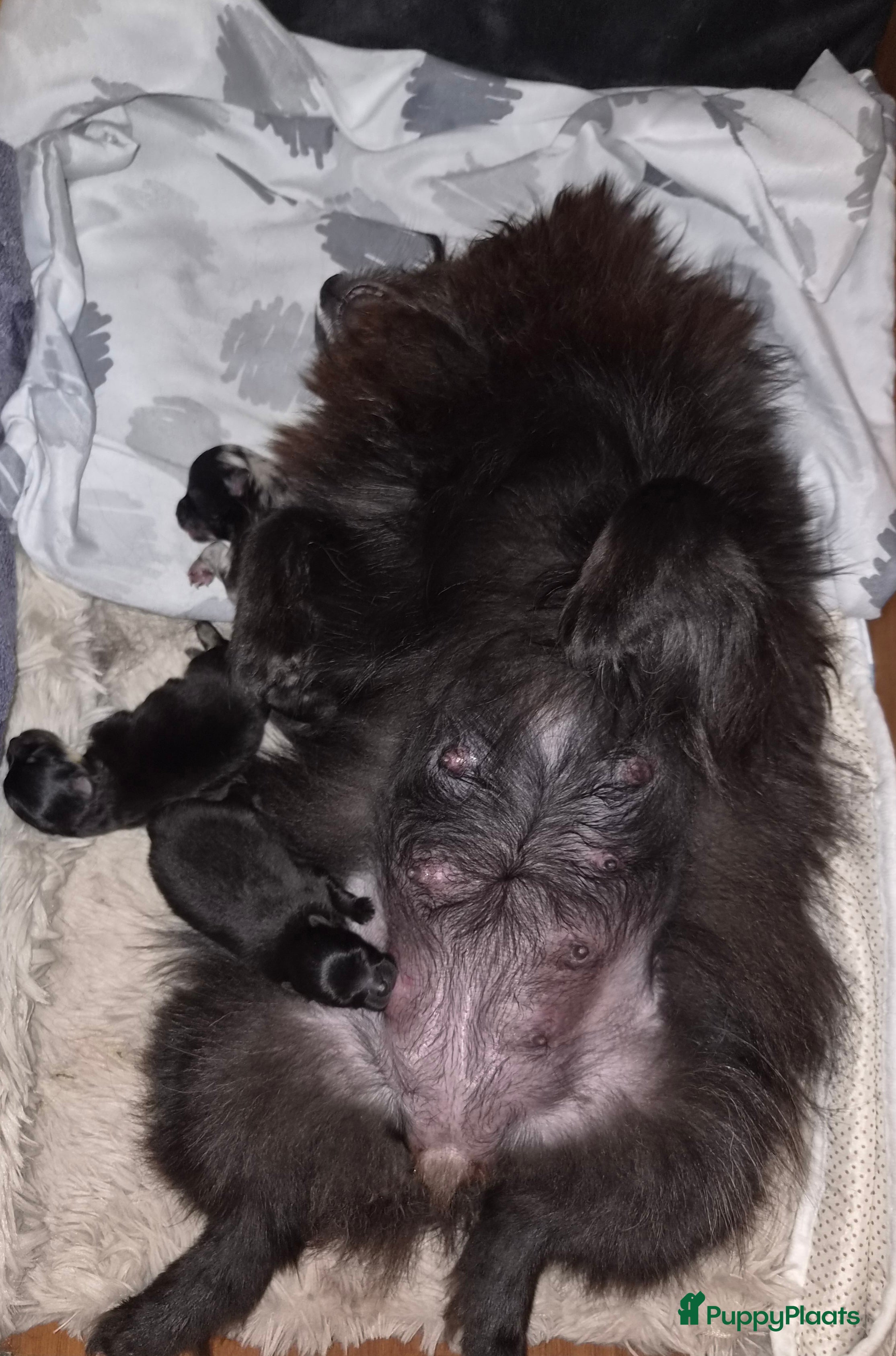 Pomeriaan honden Dwergkeesjes(pomeranian) - Advertentie 2