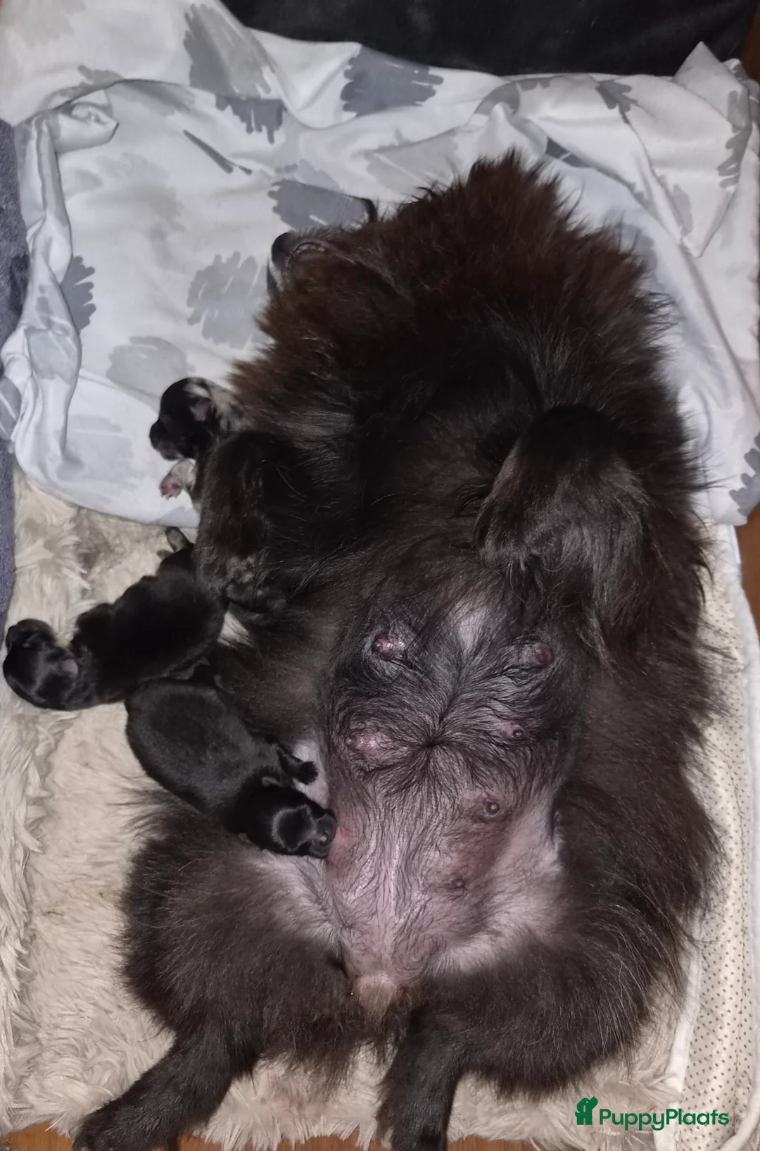 Pomeriaan honden te koop: Dwergkeesjes(pomeranian) - Advertentie 2