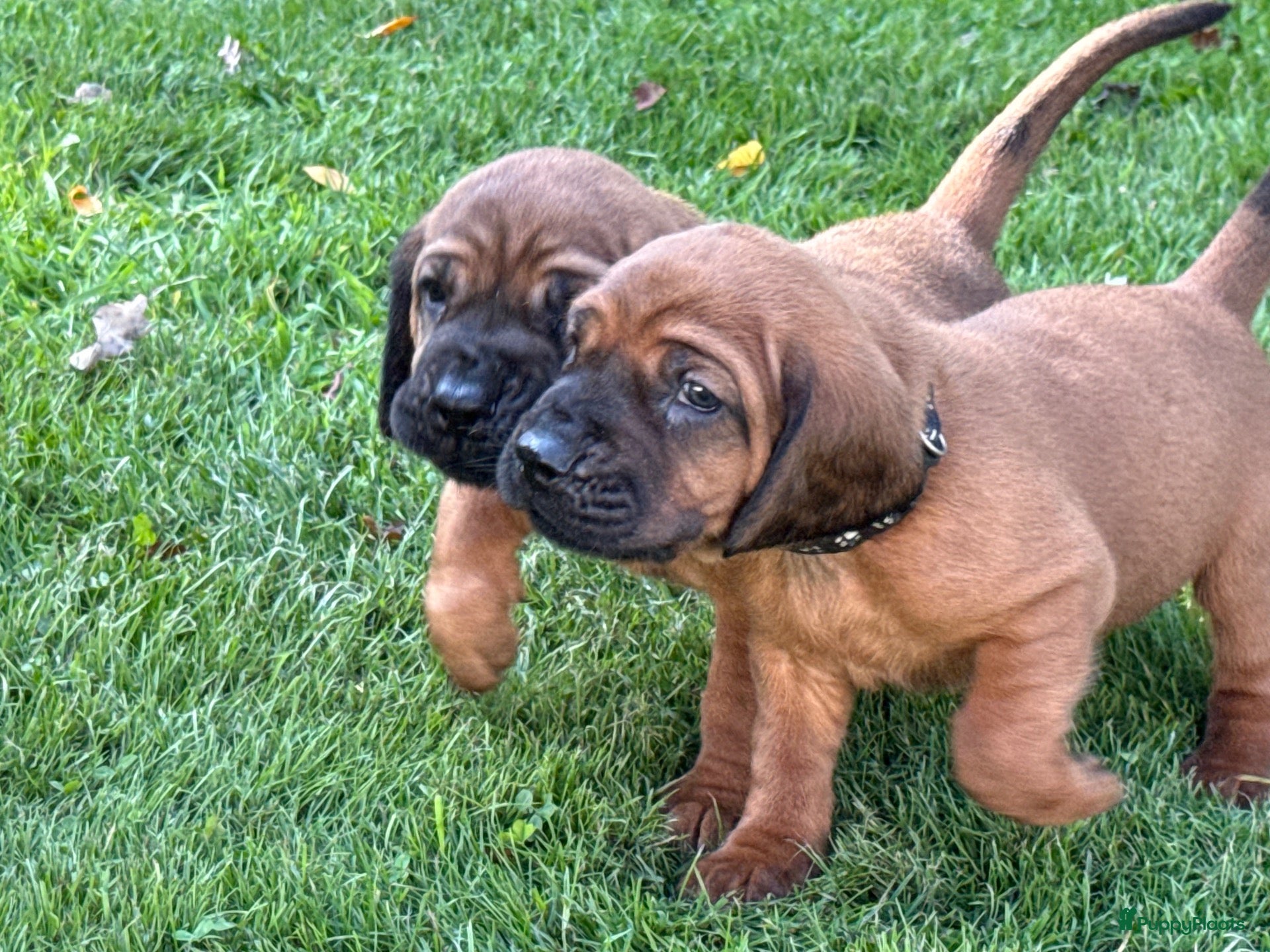 Beierse Bergzweethond honden te koop: Hanoveraaanse zweethond pups - Advertentie 1