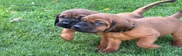 Beierse Bergzweethond honden te koop: Hanoveraaanse zweethond pups - Advertentie 1