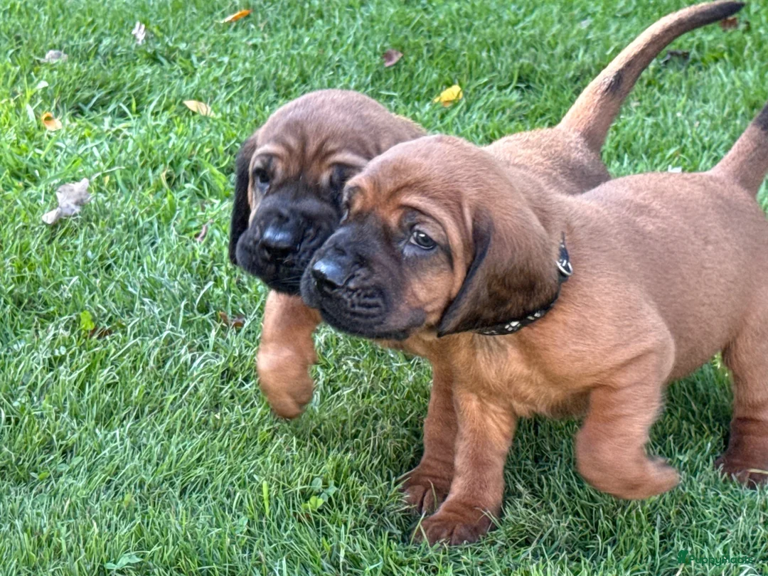 Beierse Bergzweethond honden te koop: Hanoveraaanse zweethond pups - Advertentie 1