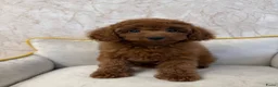 Poedel Toy honden te koop: Toy Poedel pups - Advertentie 6