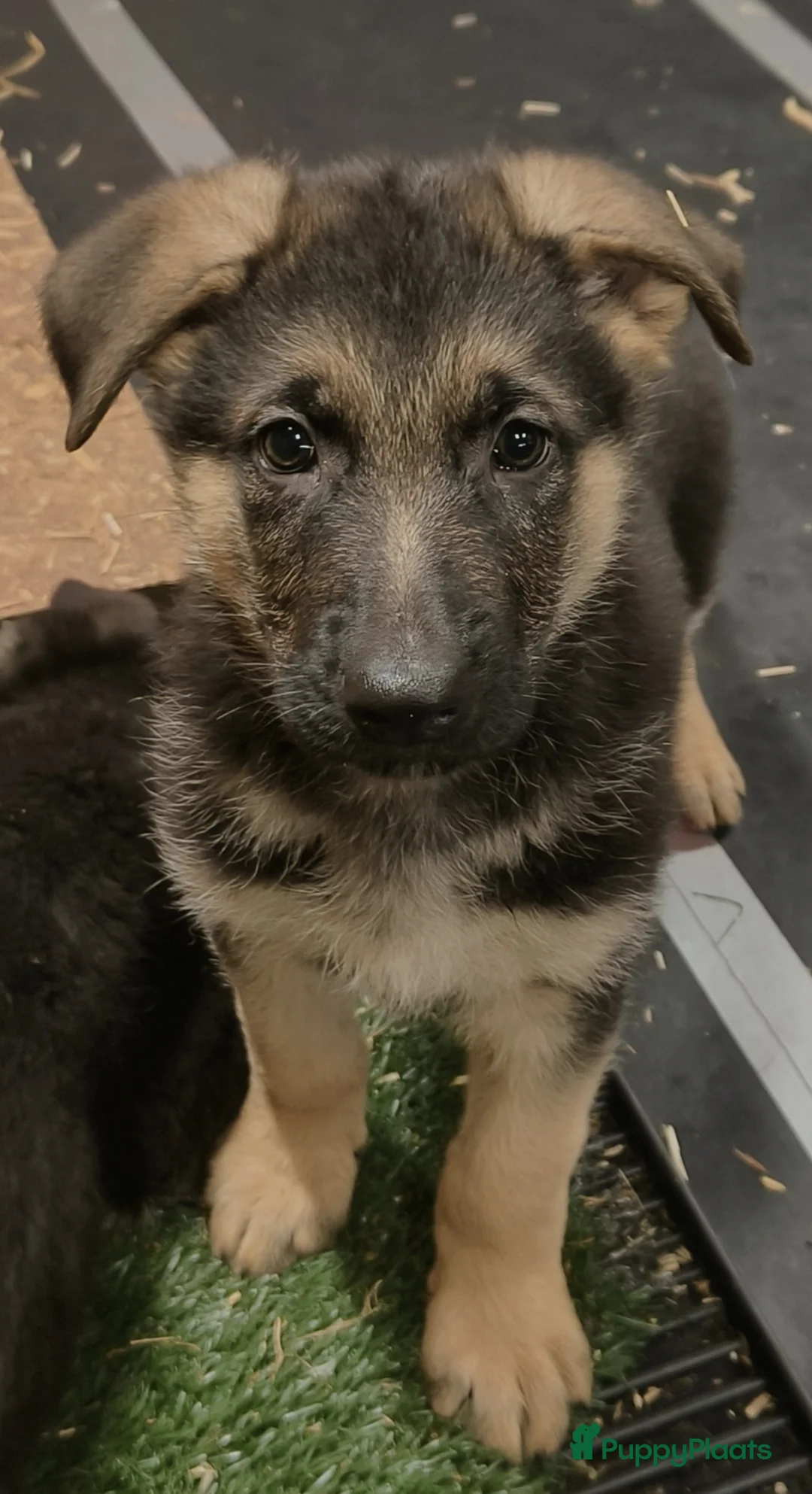 Duitse Herder honden te koop: Prachtige Duitse herder pups * mogen vd week weg * - Advertentie 2