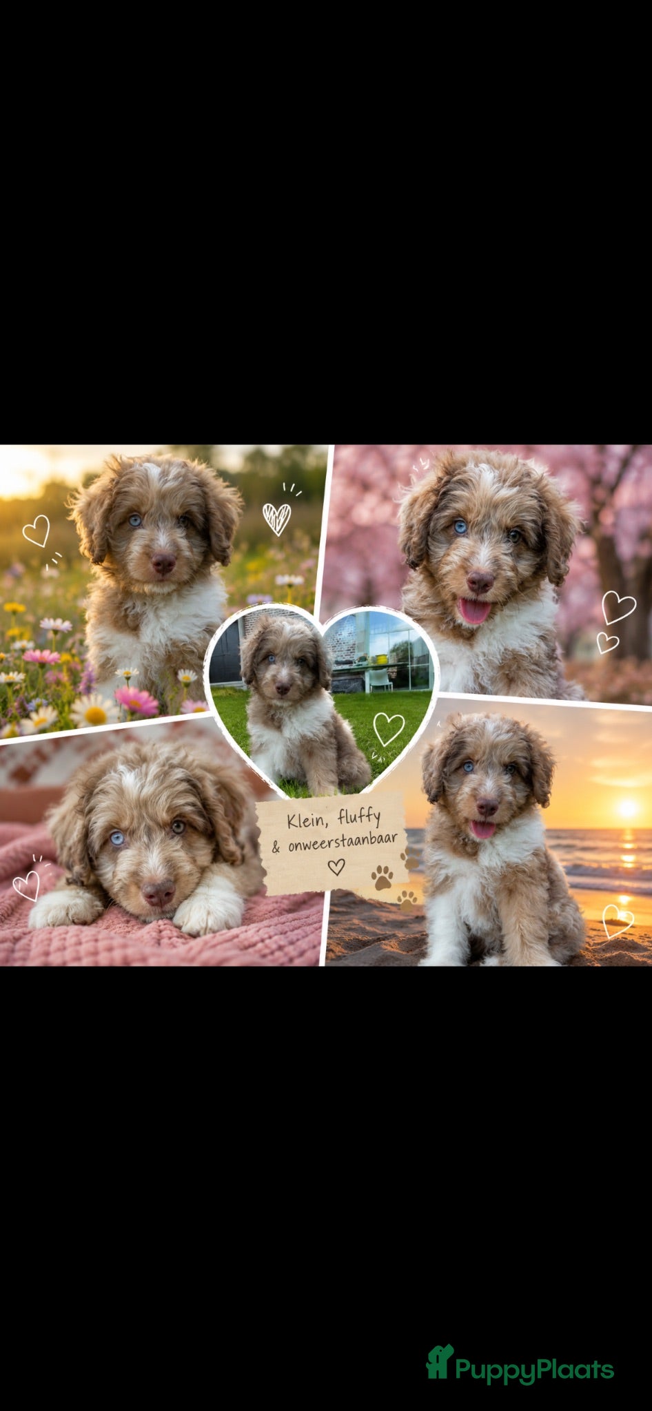 Kruising honden Miniature australian doodles - Advertentie 1