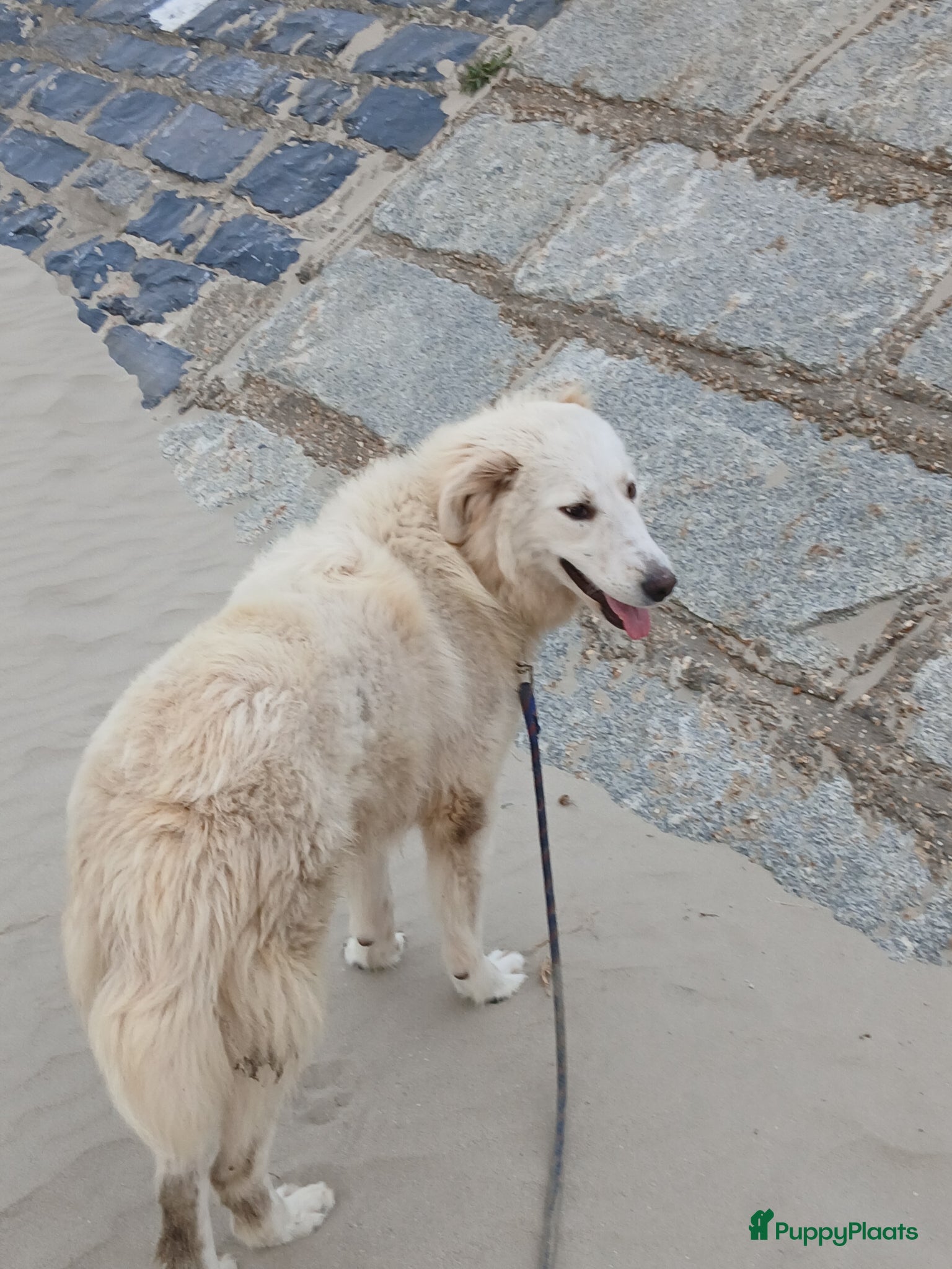 Berghond van de Maremmen en Abruzzen honden Dante italiaanse lieverd zoekt baasje - Advertentie 1