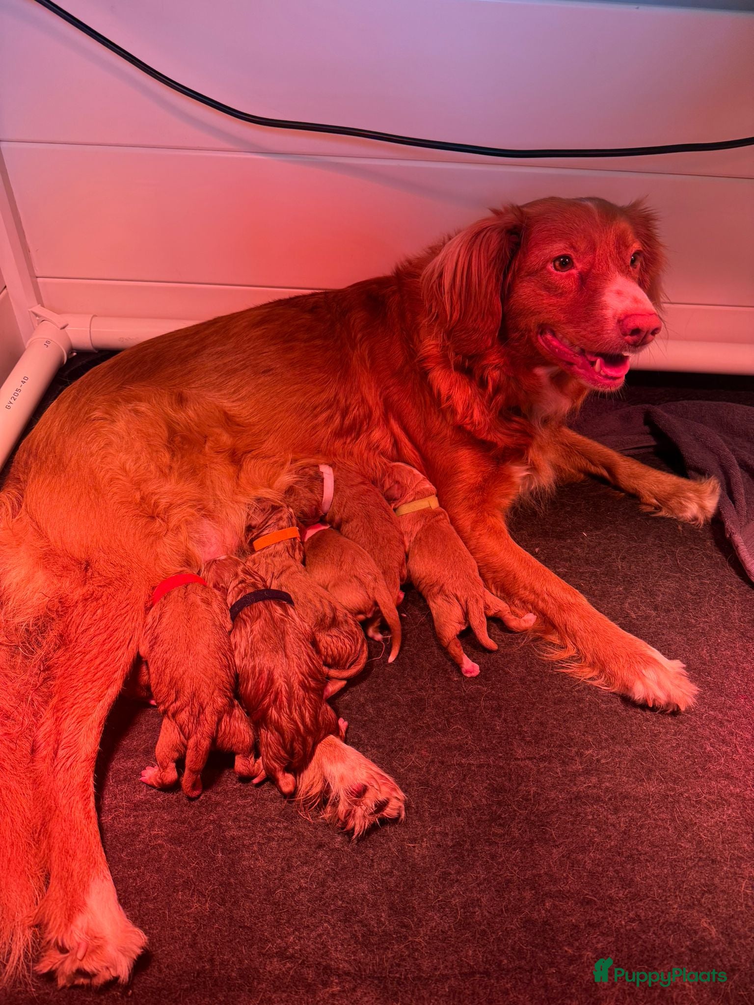 Nova Scotia Duck Tolling Retriever honden Nova scotia duck tolling retriever pups - Advertentie 1