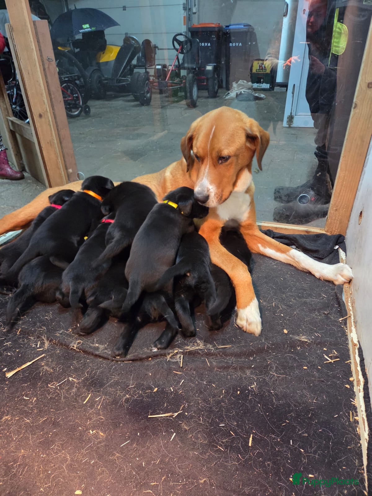 Kruising honden Grote zwitserse sennenhond x labrador pups - Advertentie 7