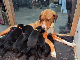 Kruising honden Grote zwitserse sennenhond x labrador pups - Advertentie 12