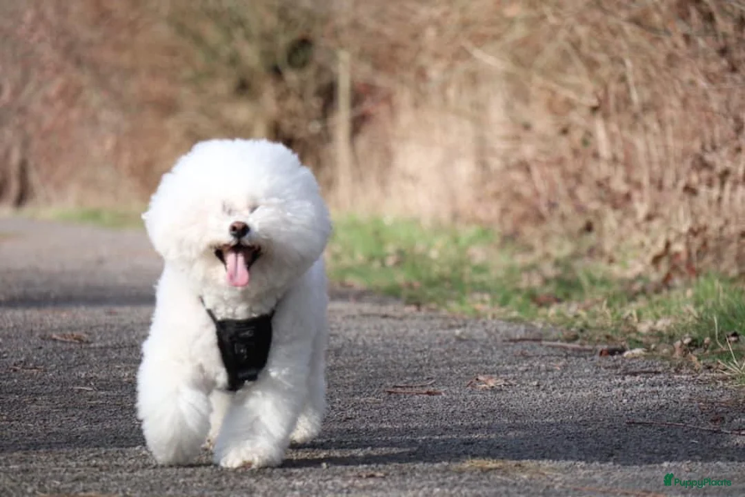 Galerij afbeelding {{count}}