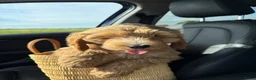Australian Labradoodle honden te koop: Misschien zoekt dit Labradoodle pupje jou!  in Biervliet - Advertentie 13