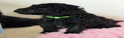 Kruising honden te koop:  Mini Australian labradoodle pup, mag verhuizen  - Advertentie 3