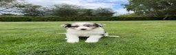 Kruising honden te koop: Australian Shepherd x Border Collie pups - Advertentie 15