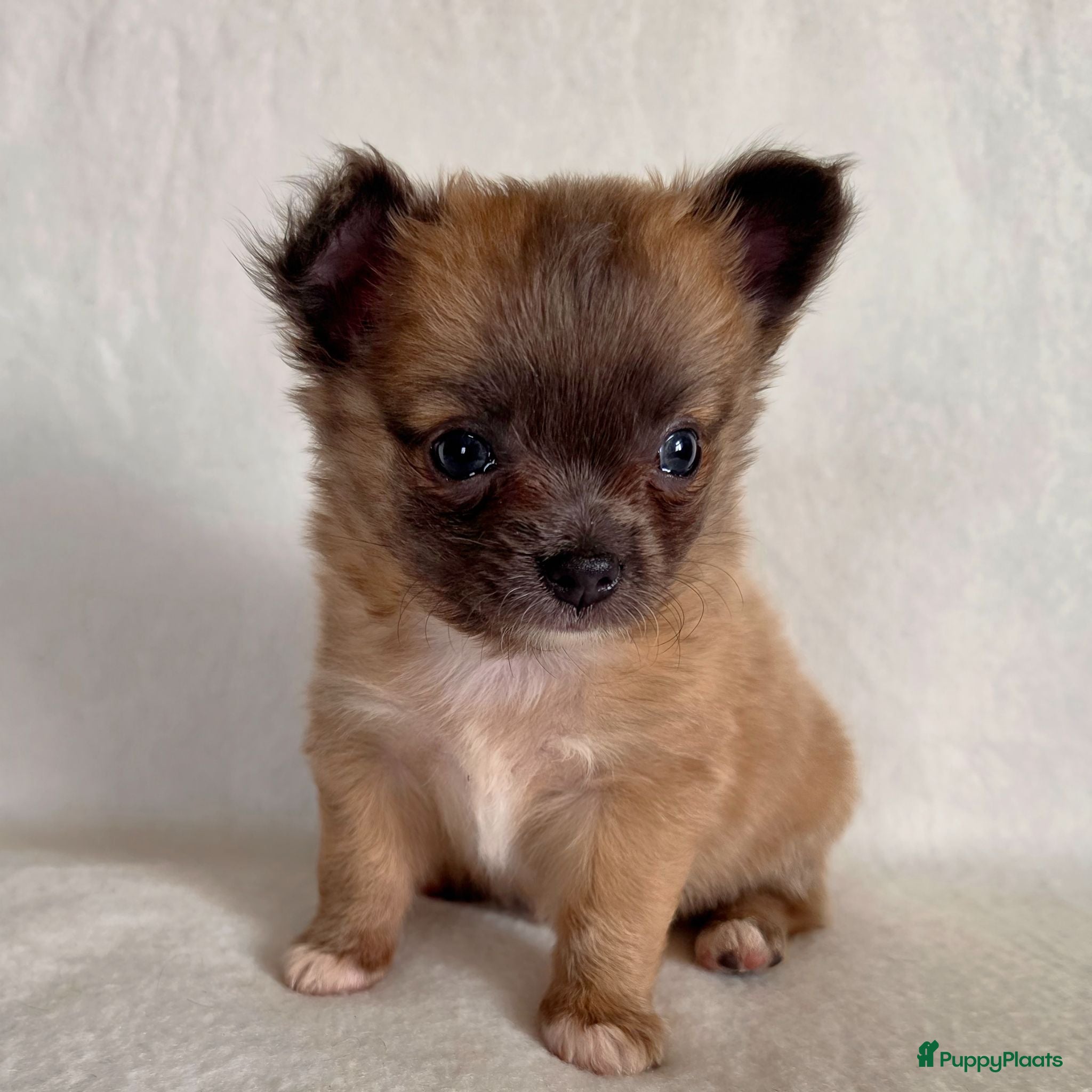Chihuahua honden Chihuahua pups - Advertentie 1