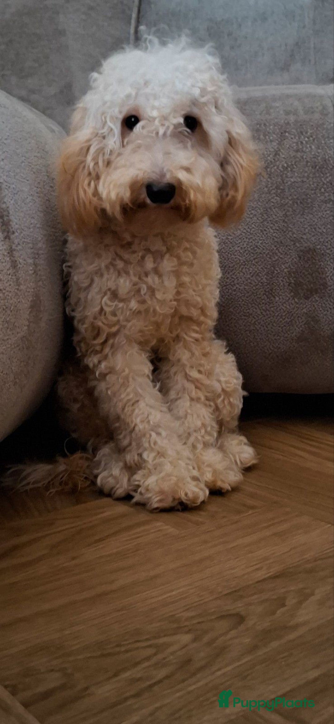 Australian Labradoodle honden te koop: 🎀 Prachtig Australian labradoodle teefje 🎀 - Advertentie 6