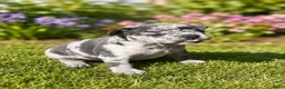 Franse Bulldog honden te koop: Lieve Franse Bulldog pup in Tilburg - Advertentie 6
