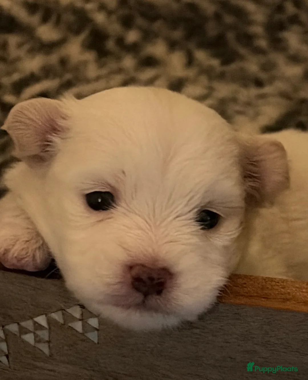 Maltipom honden te koop: Reutje maltipom  - Advertentie 1