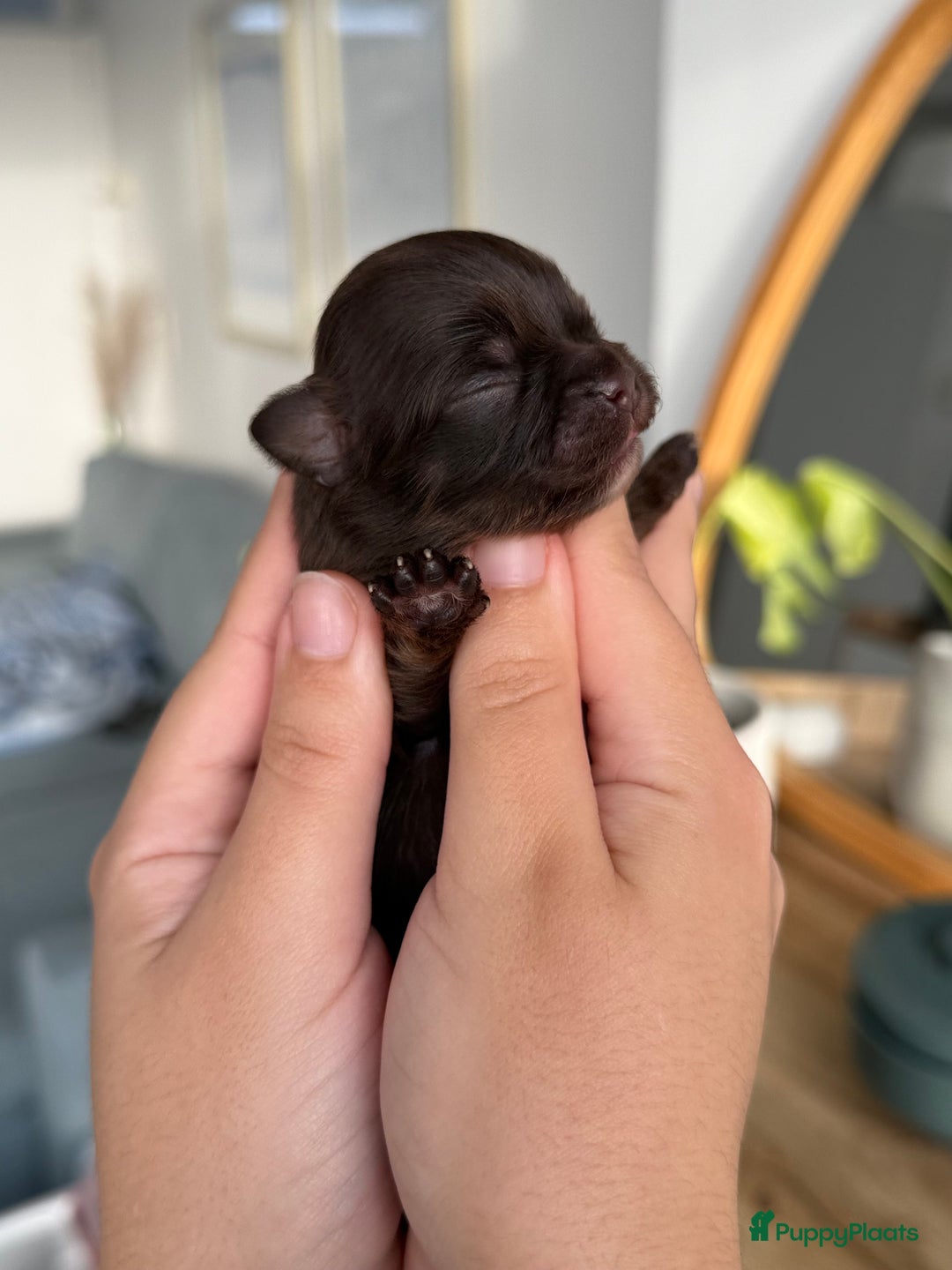 Chihuahua honden te koop: Chihuahuas pups - Advertentie 19