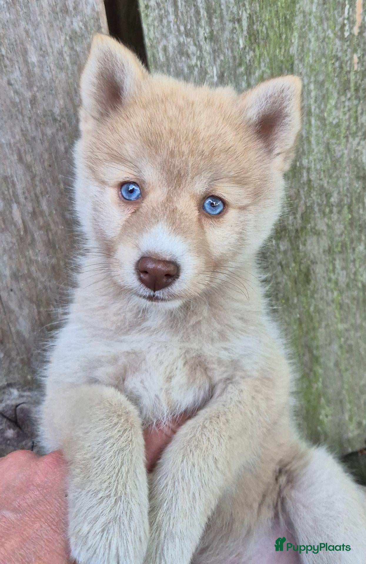 Kruising honden Pomsky pups (1/4 Shiba inu) - Advertentie 6
