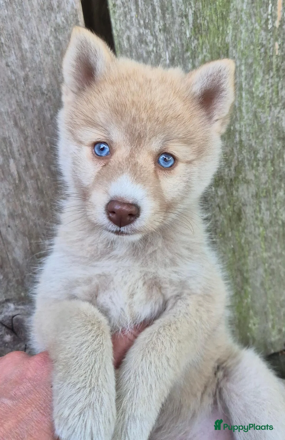 Kruising honden te koop: Pomsky pups (1/4 Shiba inu) - Advertentie 1
