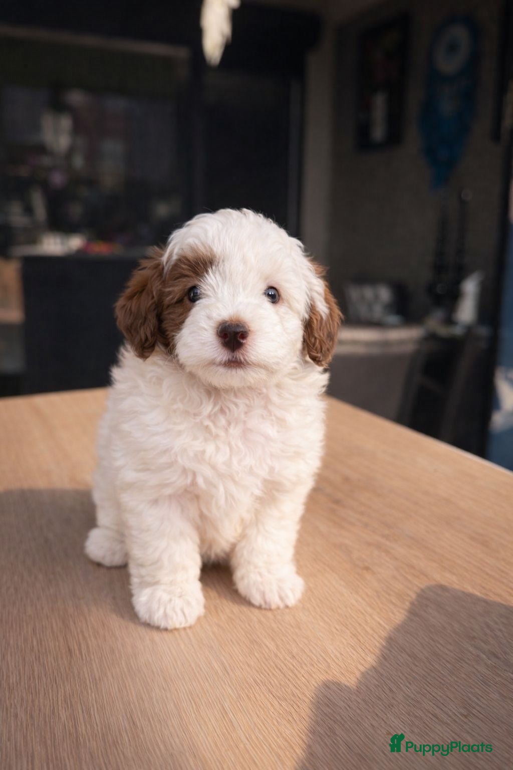 Maltipoo honden Maltipoo pups - Advertentie 1