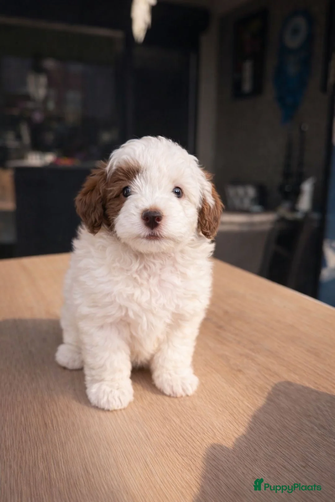 Maltipoo honden te koop: Maltipoo pups - Advertentie 1