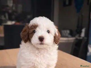 Maltipoo honden Maltipoo pups - Advertentie 1