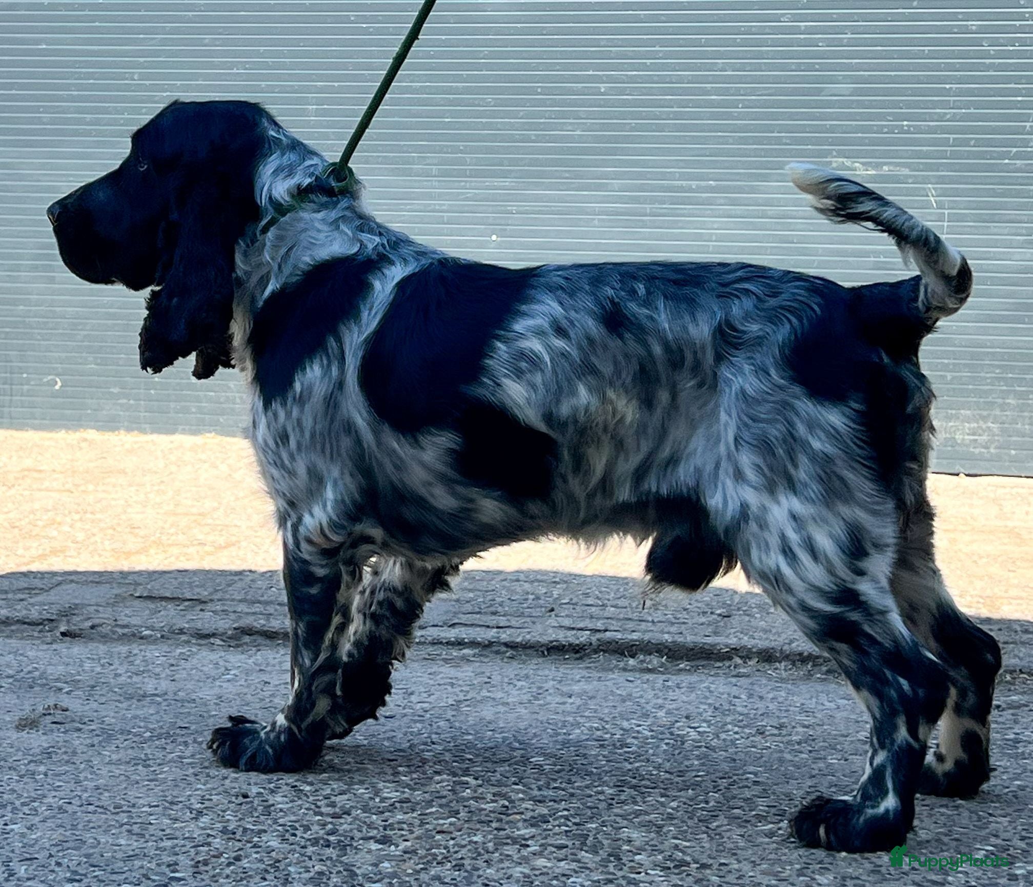 Kruising honden Tobekan pups Tibetaanse terrier x Cocker Spaniel  - Advertentie 2