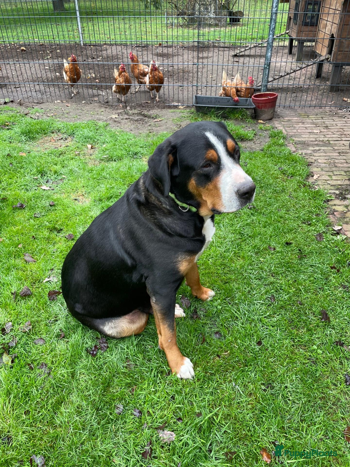 Grote Zwitserse Sennenhond honden Prachtige Grote Zwitserse Sennenhond pups  - Advertentie 1