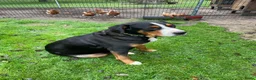 Grote Zwitserse Sennenhond honden te koop: Prachtige Grote Zwitserse Sennenhond pups  - Advertentie 1