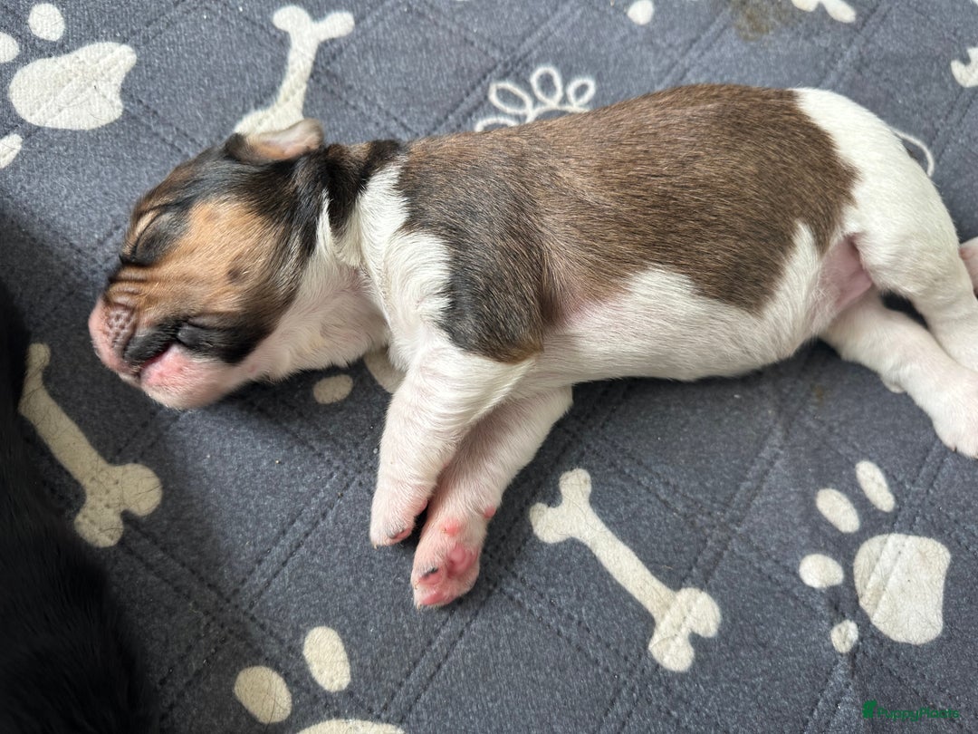 Kruising honden te koop: Nog 2 knuffelbare kruising puppy’s beschikbaar  - Afbeelding 36