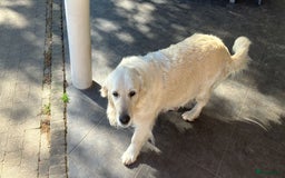 Goldendoodle honden te koop: F1 Goldendoodle pups - Afbeelding 20