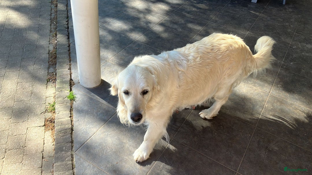 Goldendoodle honden te koop: F1 Goldendoodle pups - Afbeelding 20