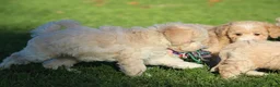 Maltipoo honden te koop: Knappe Maltipoo pups. - Advertentie 6