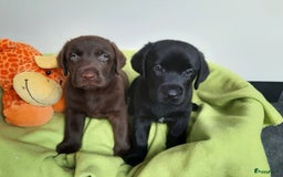 Labrador Retriever honden te koop: Bruin reutje - Afbeelding 10